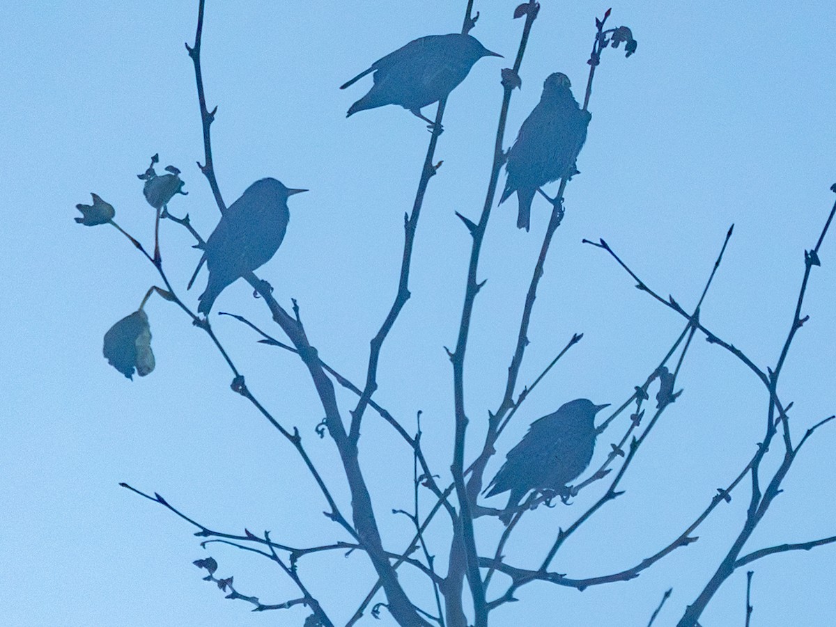 European Starling - ML647758902