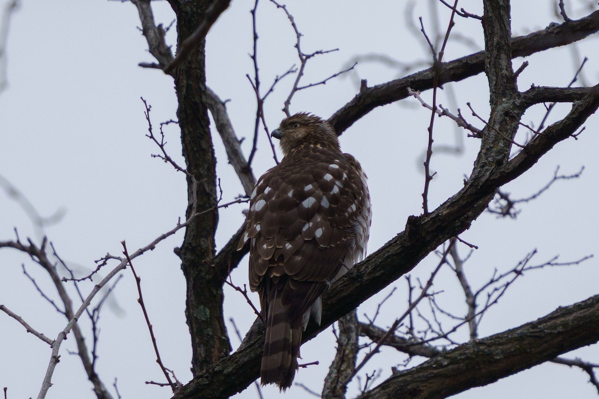 jestřáb americký - ML647758915