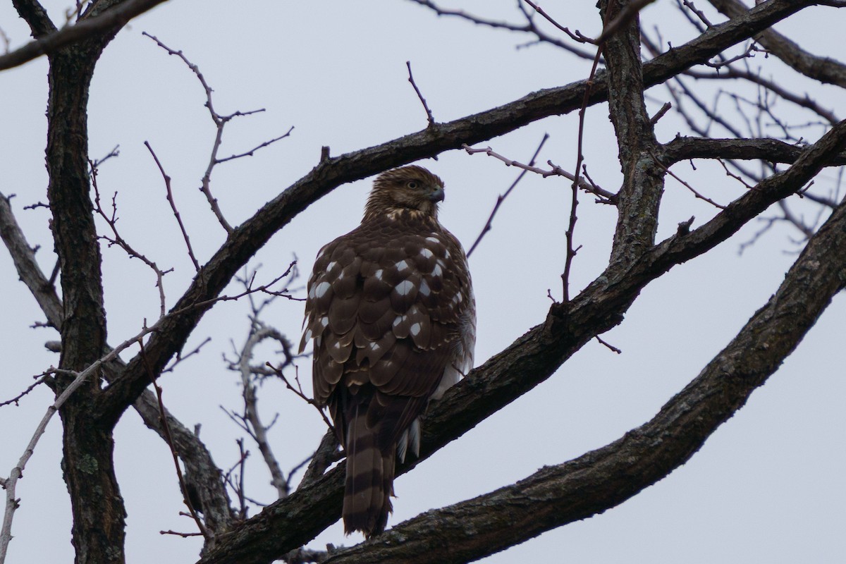 jestřáb americký - ML647758916