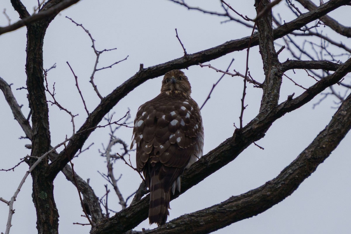 jestřáb americký - ML647758917