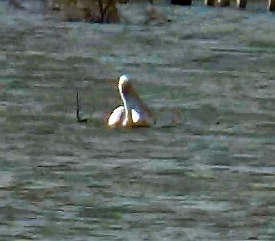 Hint Pelikanı - ML647758957