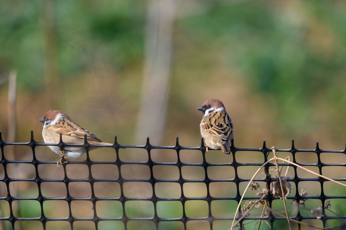 Landa-txolarrea - ML647758994