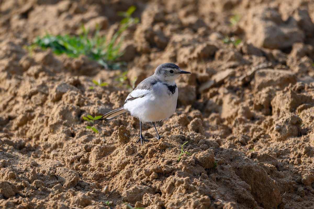 Buztanikara zuria - ML647759000