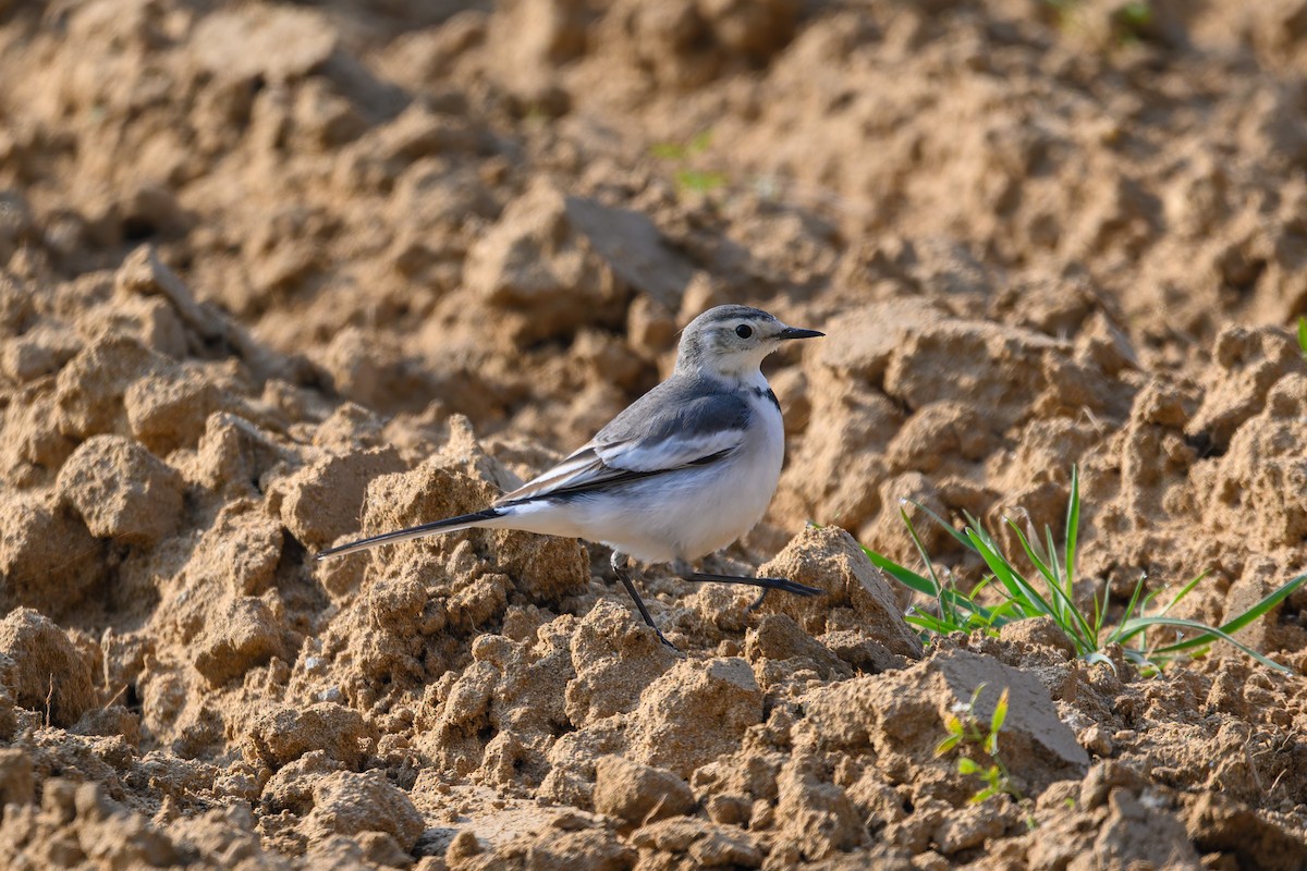 Buztanikara zuria - ML647759001