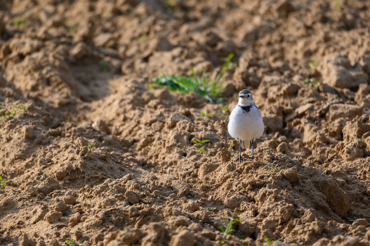 Buztanikara zuria - ML647759002