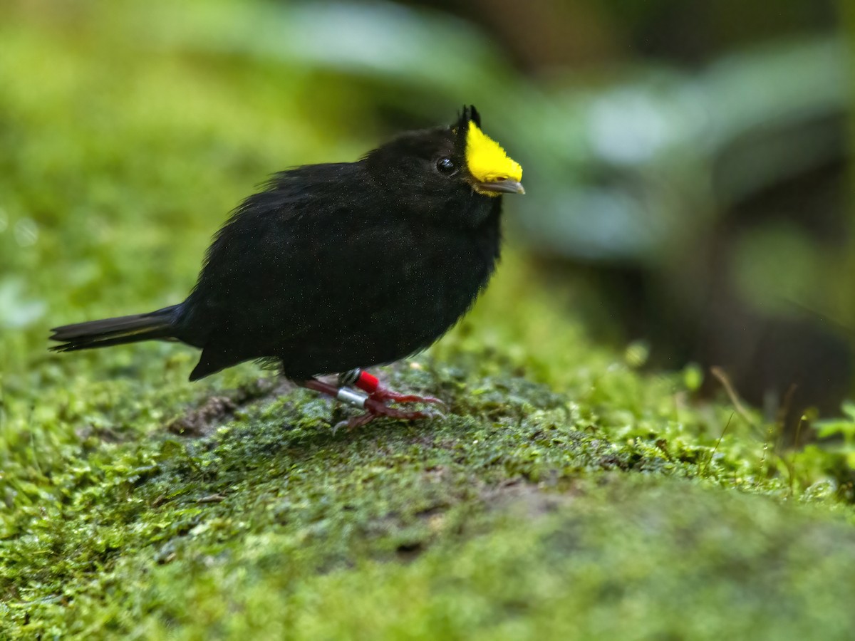 Golden-winged Manakin - ML647759003