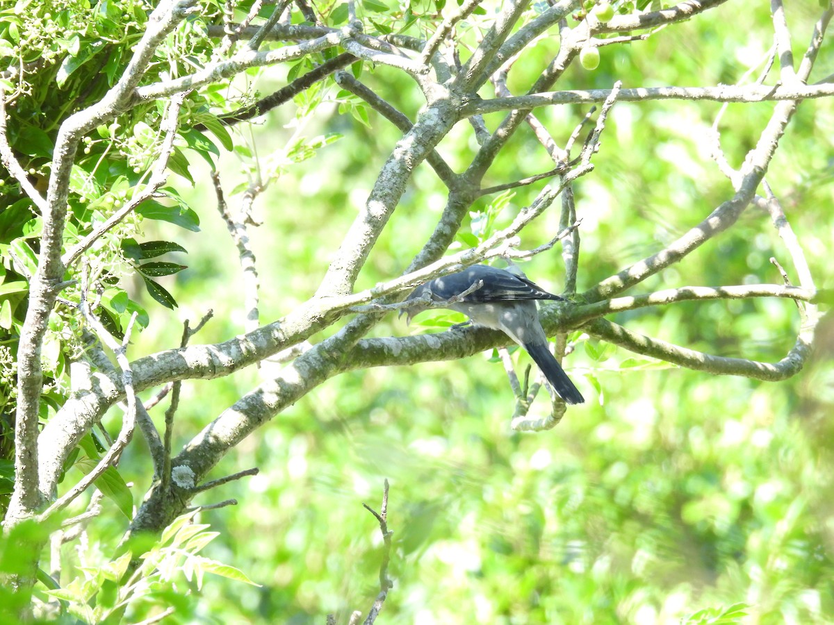 Black-winged Cuckooshrike - ML647759004