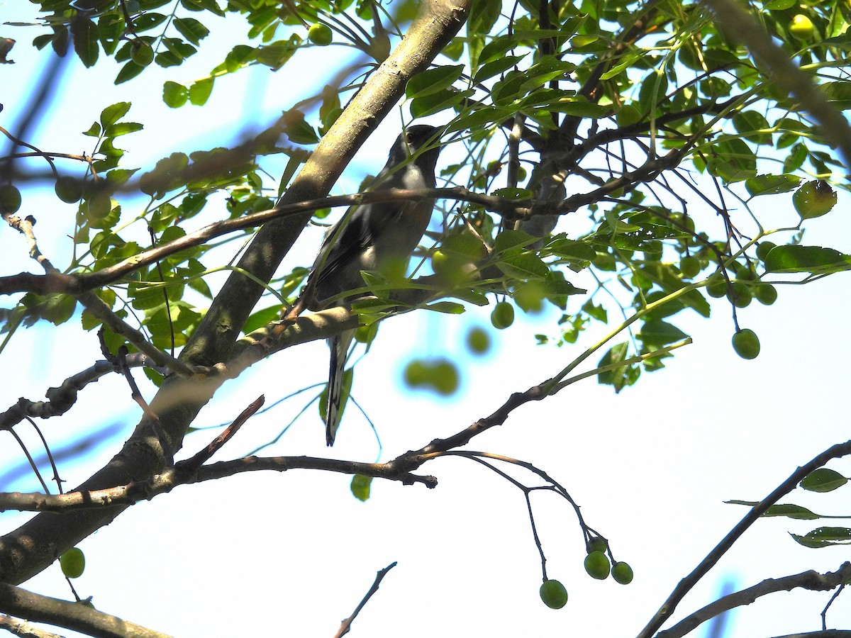 Black-winged Cuckooshrike - ML647759005
