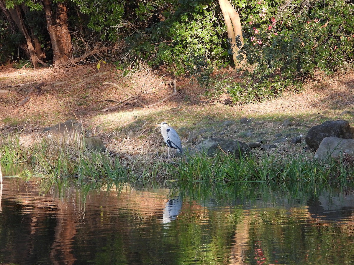 Koartza hauskara - ML647759006