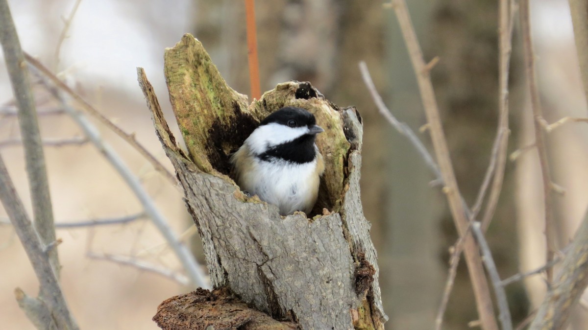Black-capped Chickadee - ML647759007