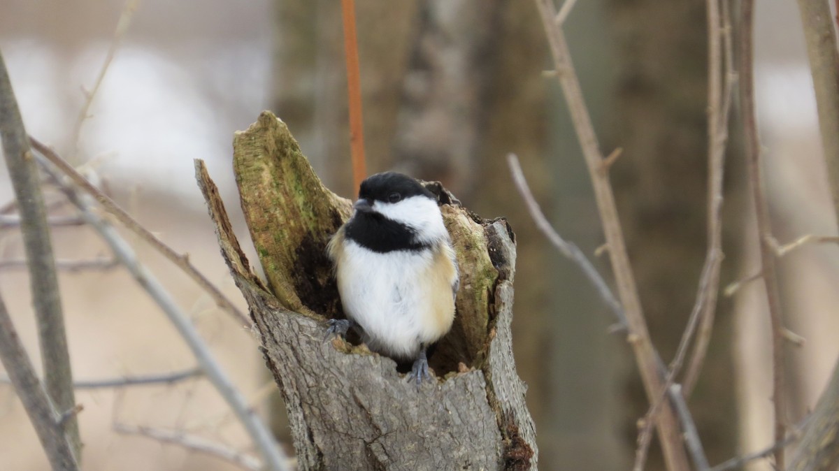 Black-capped Chickadee - ML647759008