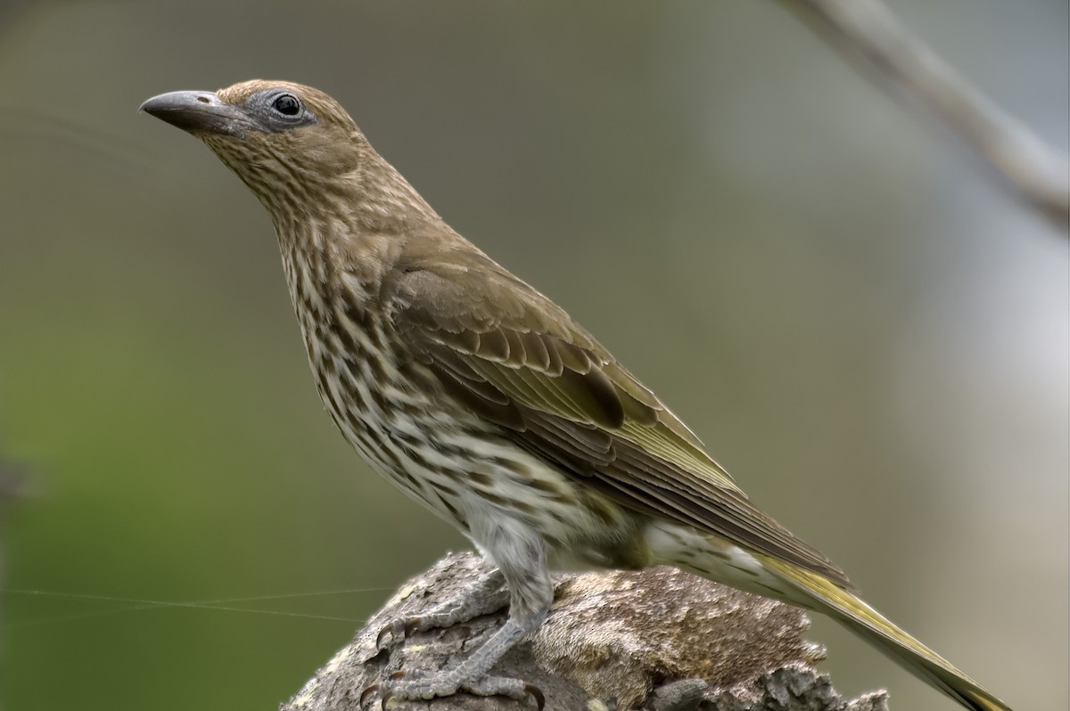 Australasian Figbird - ML647759011