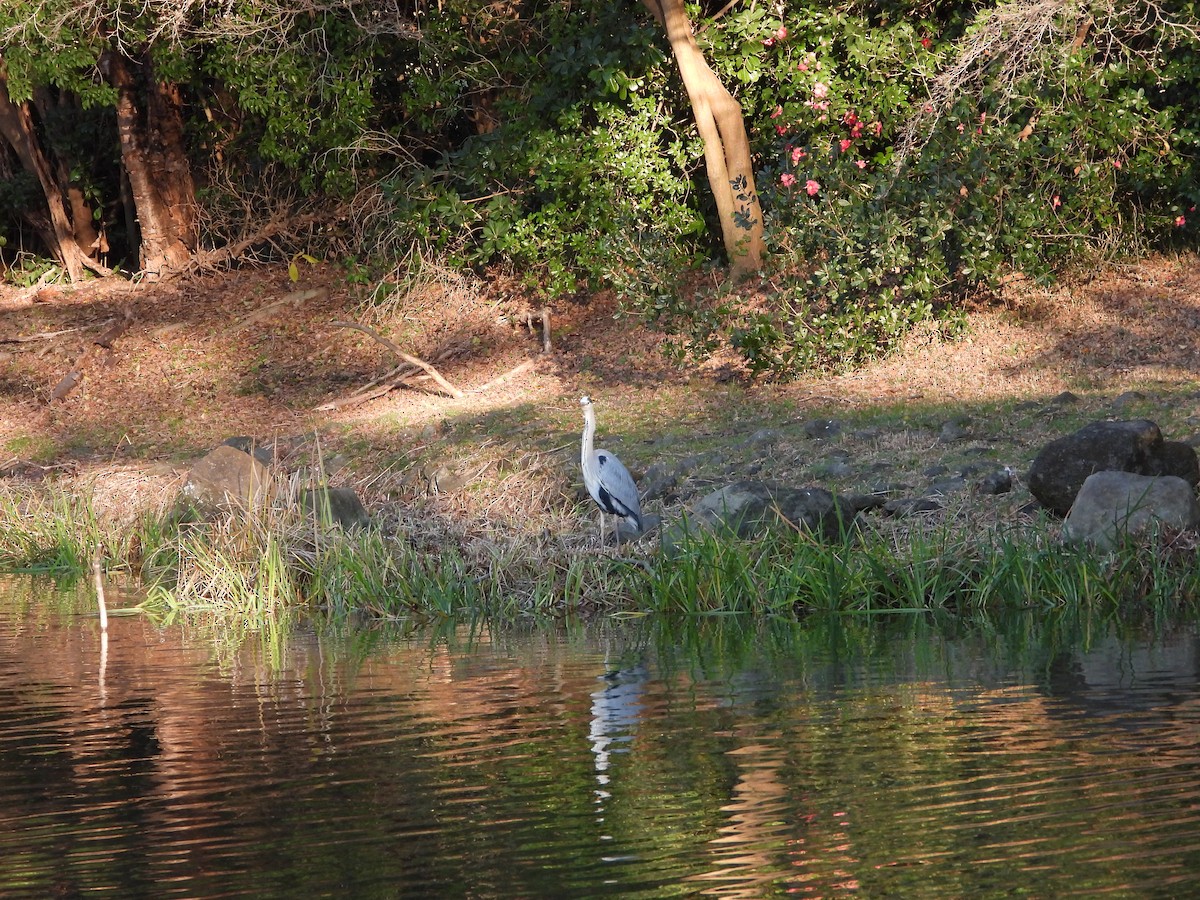 Koartza hauskara - ML647759012