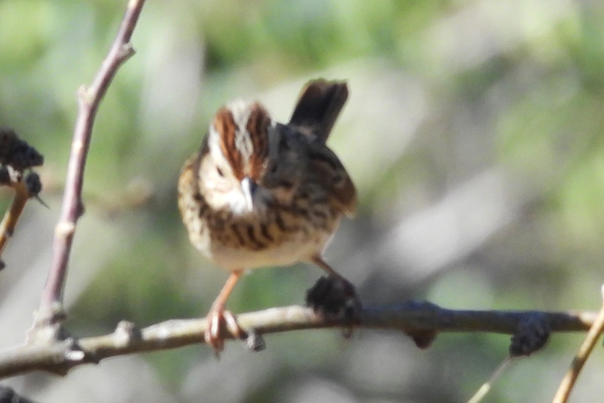 Lincoln's Sparrow - ML647759013