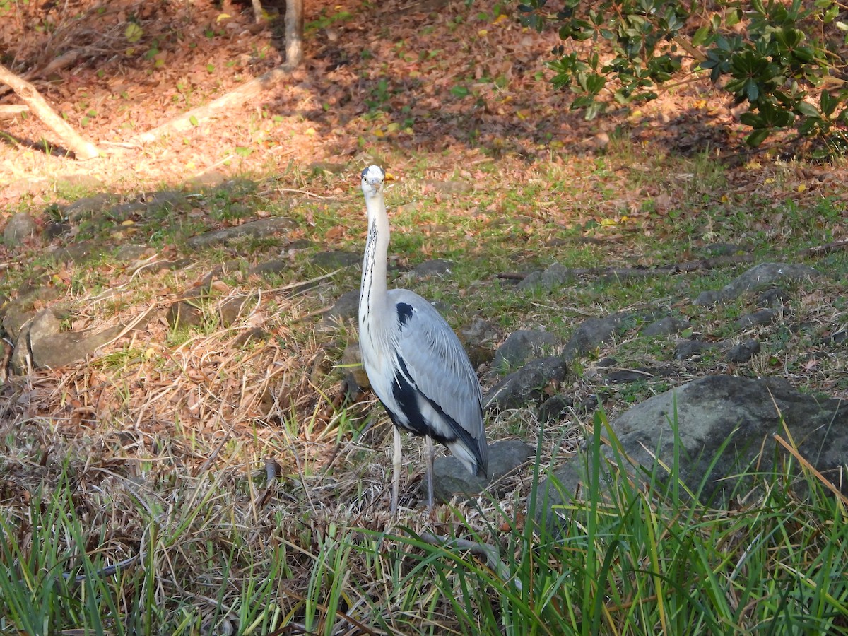 Koartza hauskara - ML647759014