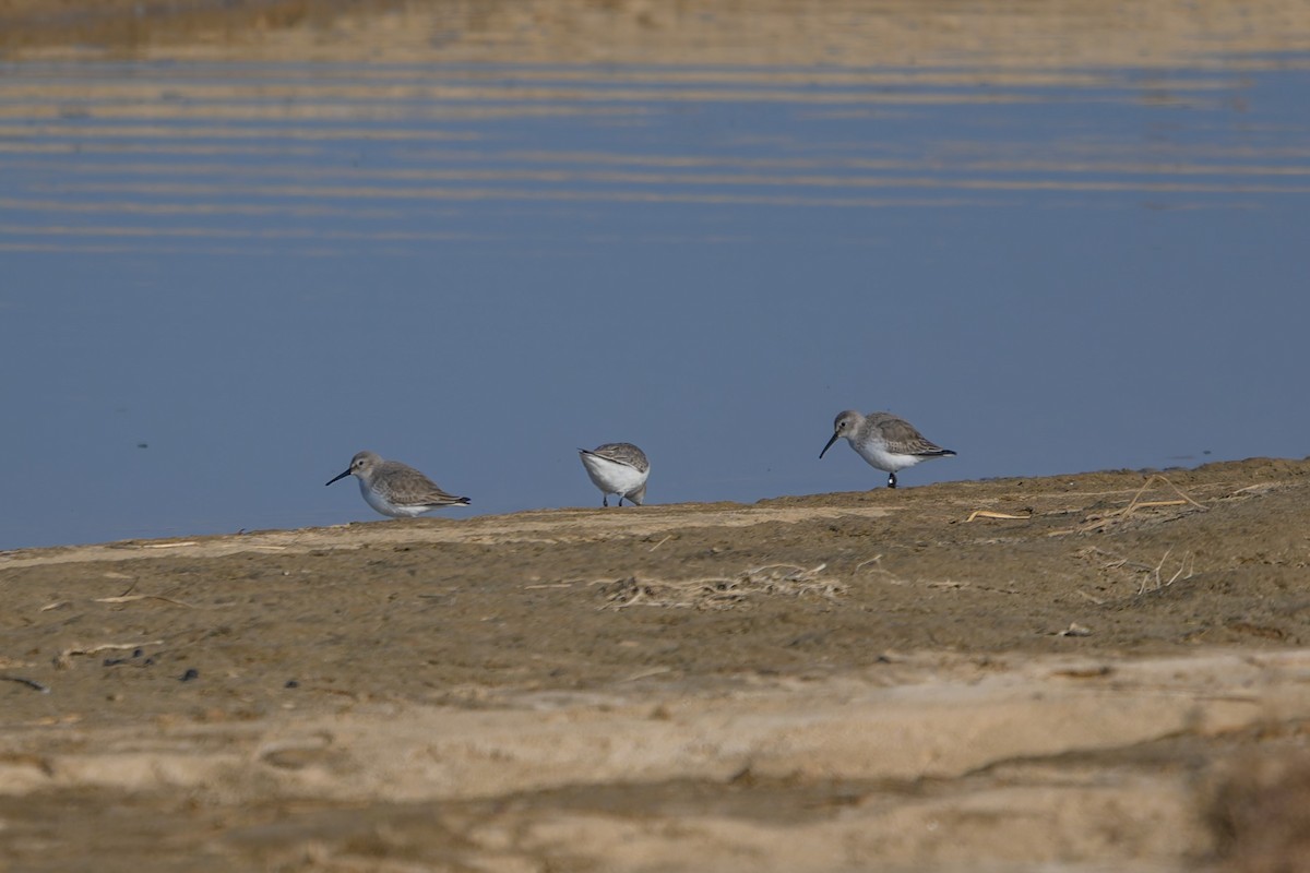 Txirri arrunta - ML647759015