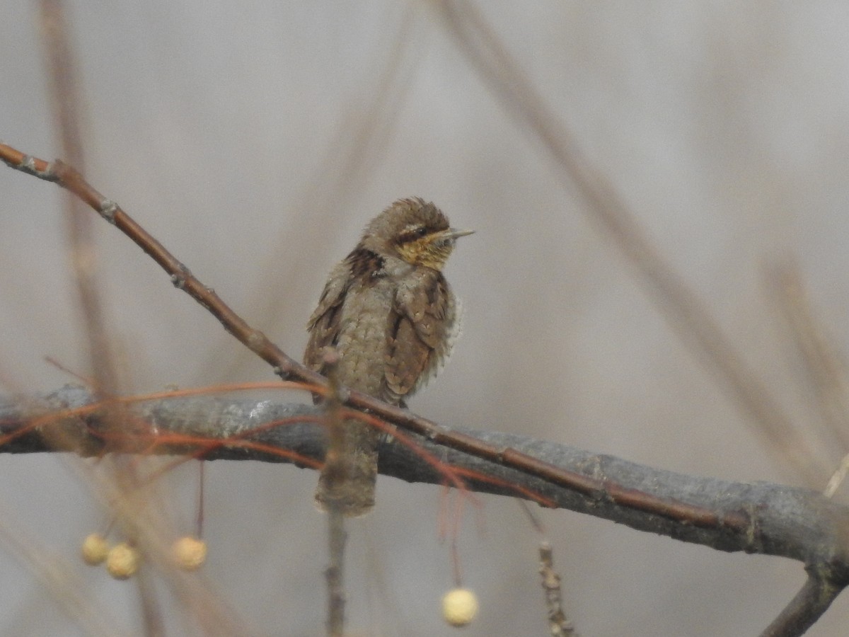 Lepitzulia - ML647759018