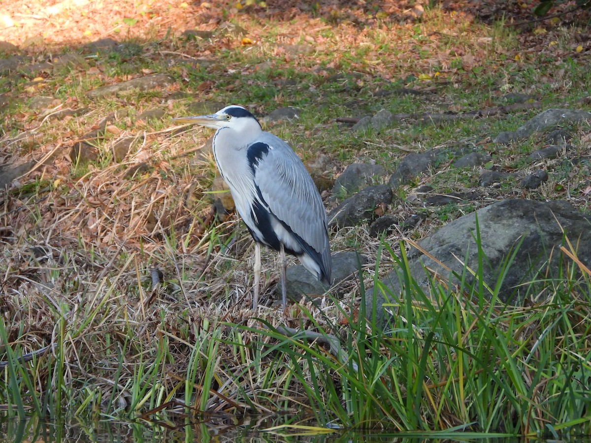 Koartza hauskara - ML647759019