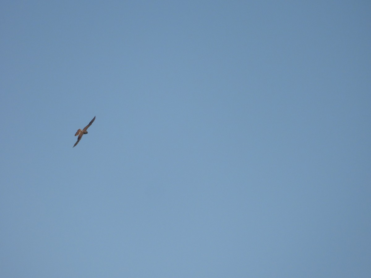 Belatz gorria - ML647759020