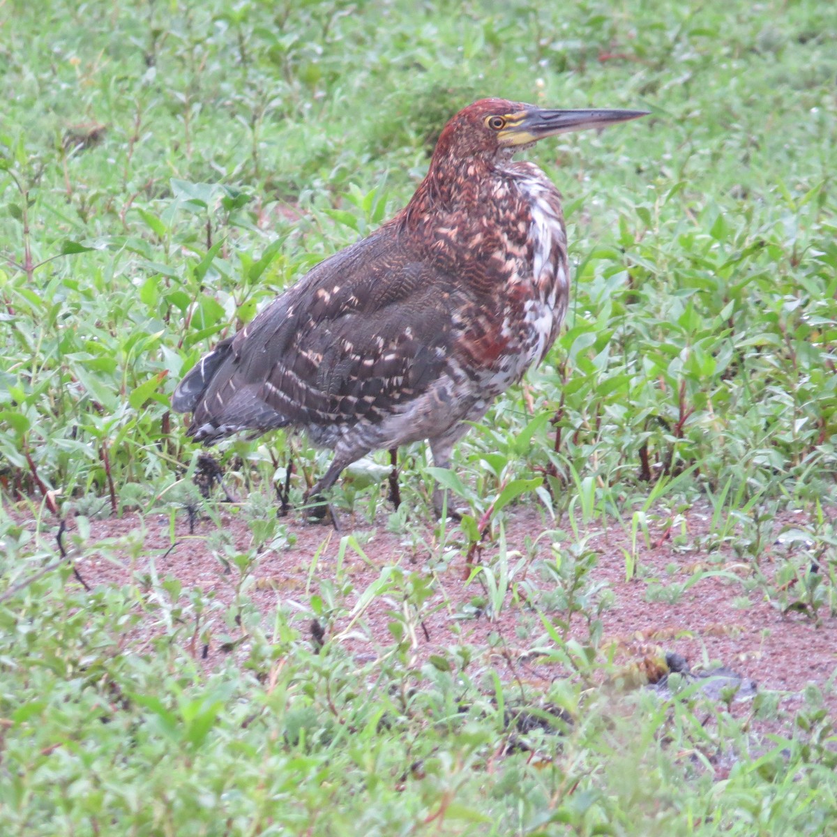Rufescent Tiger-Heron - ML647759021