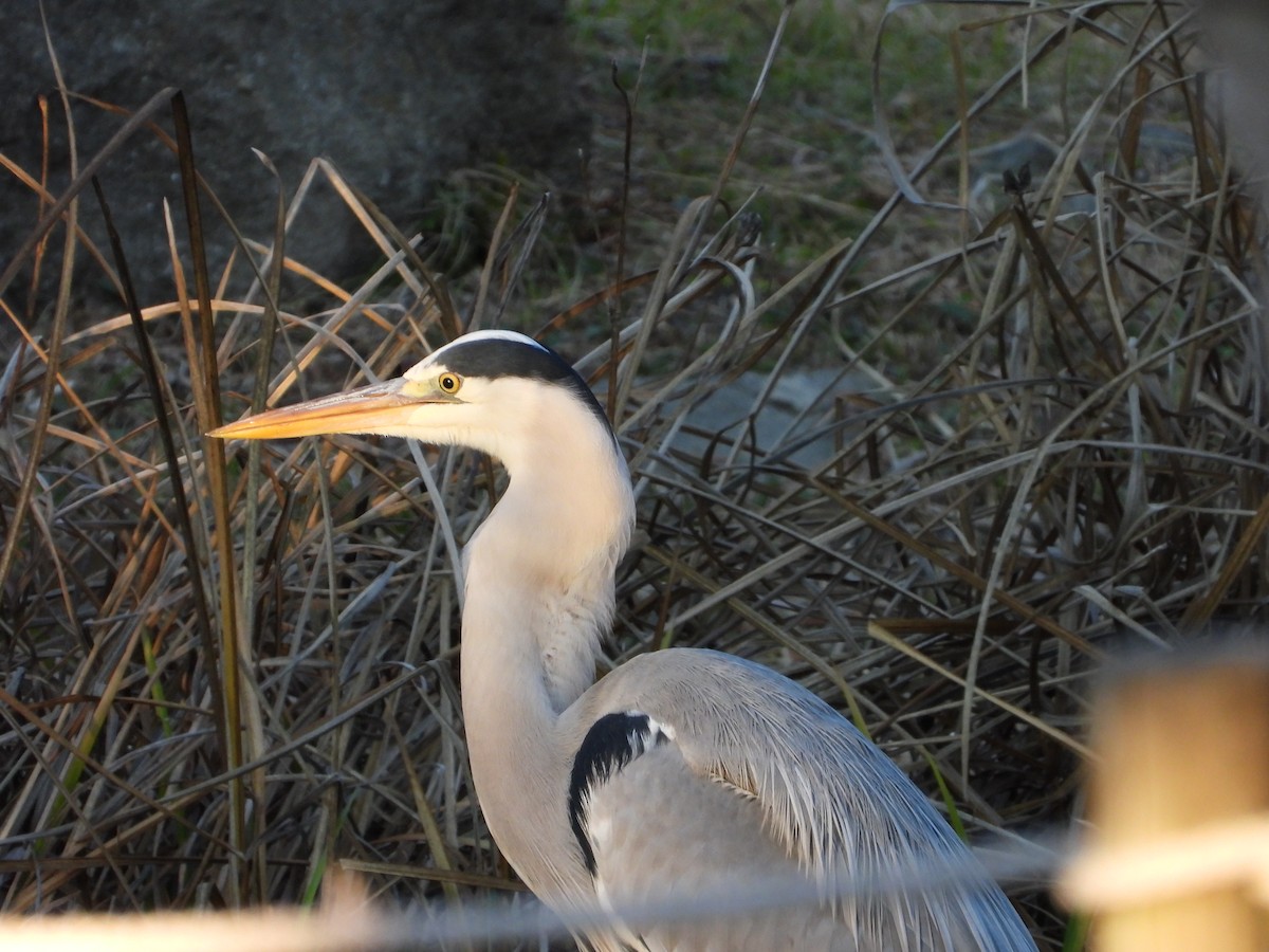 Koartza hauskara - ML647759022