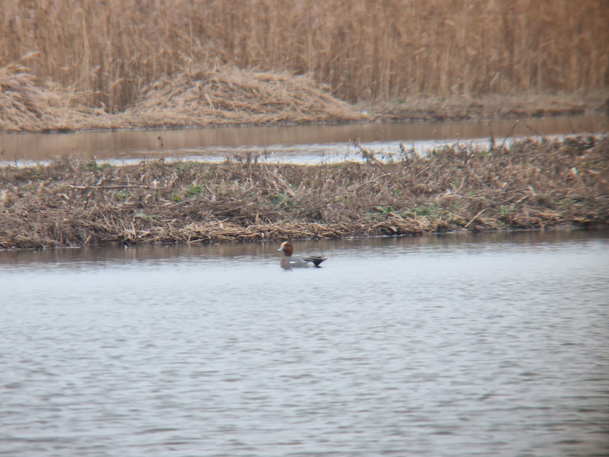 Ahate txistulari eurasiarra - ML647759023