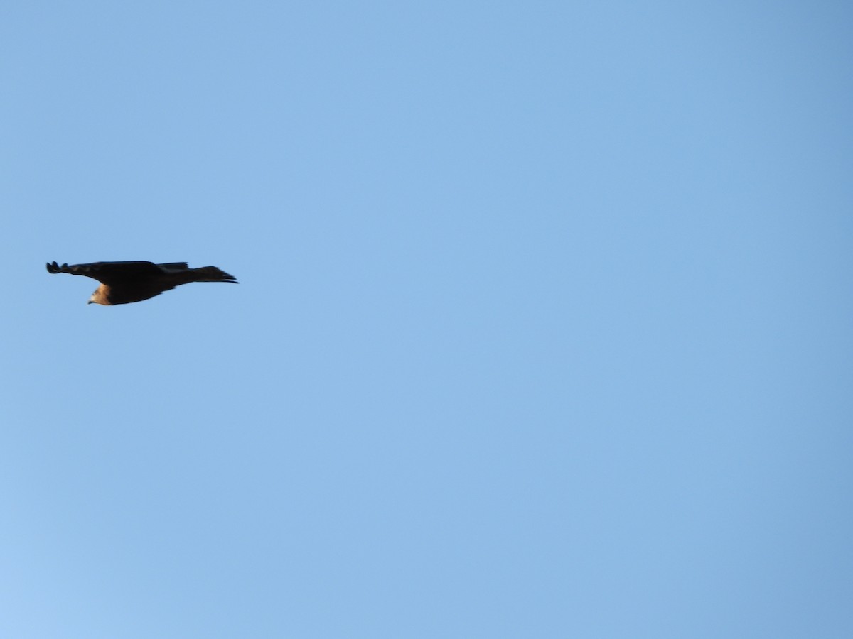 Miru beltza - ML647759027