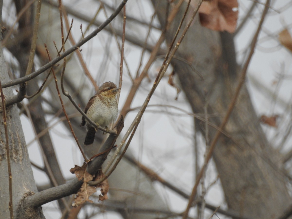 Lepitzulia - ML647759029