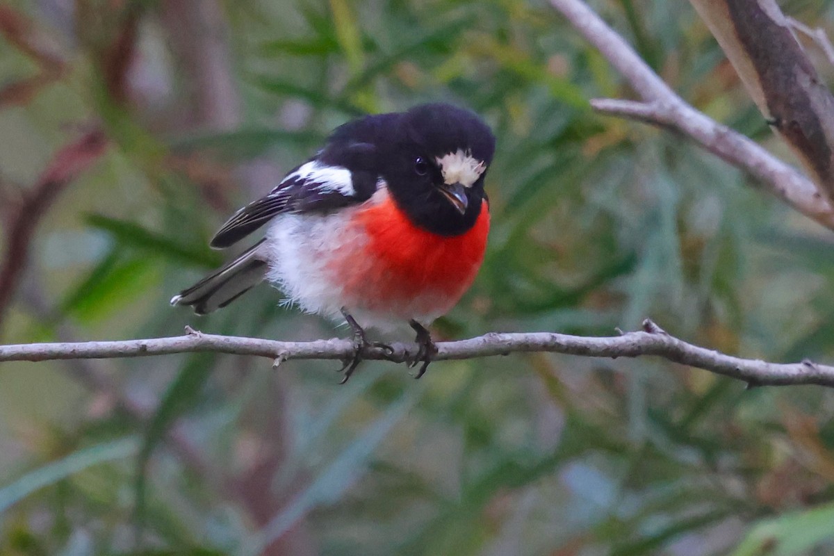 Scarlet Robin (Scarlet) - ML647759030