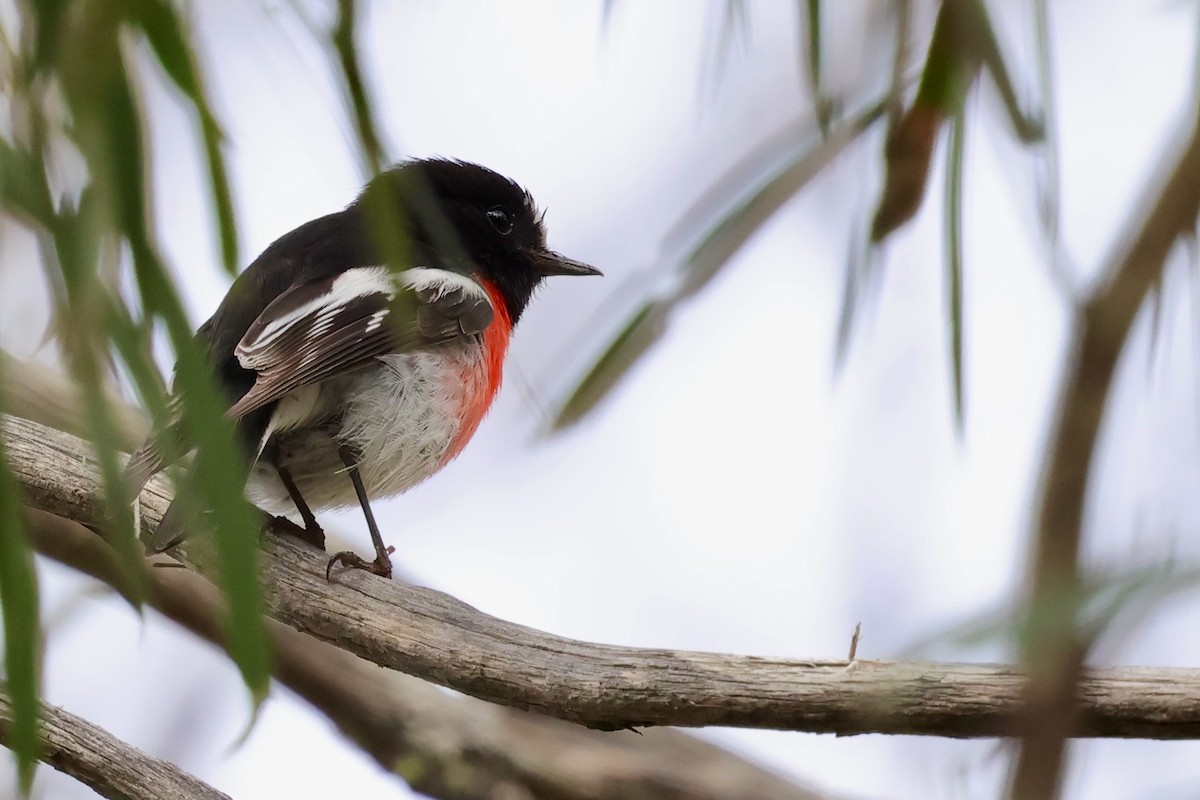 Scarlet Robin (Scarlet) - ML647759031