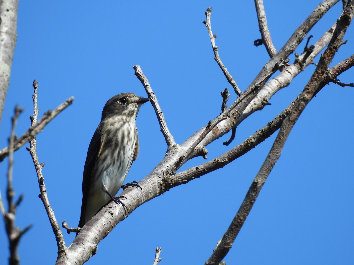 Boz Çizgili Sinekkapan - ML647759032