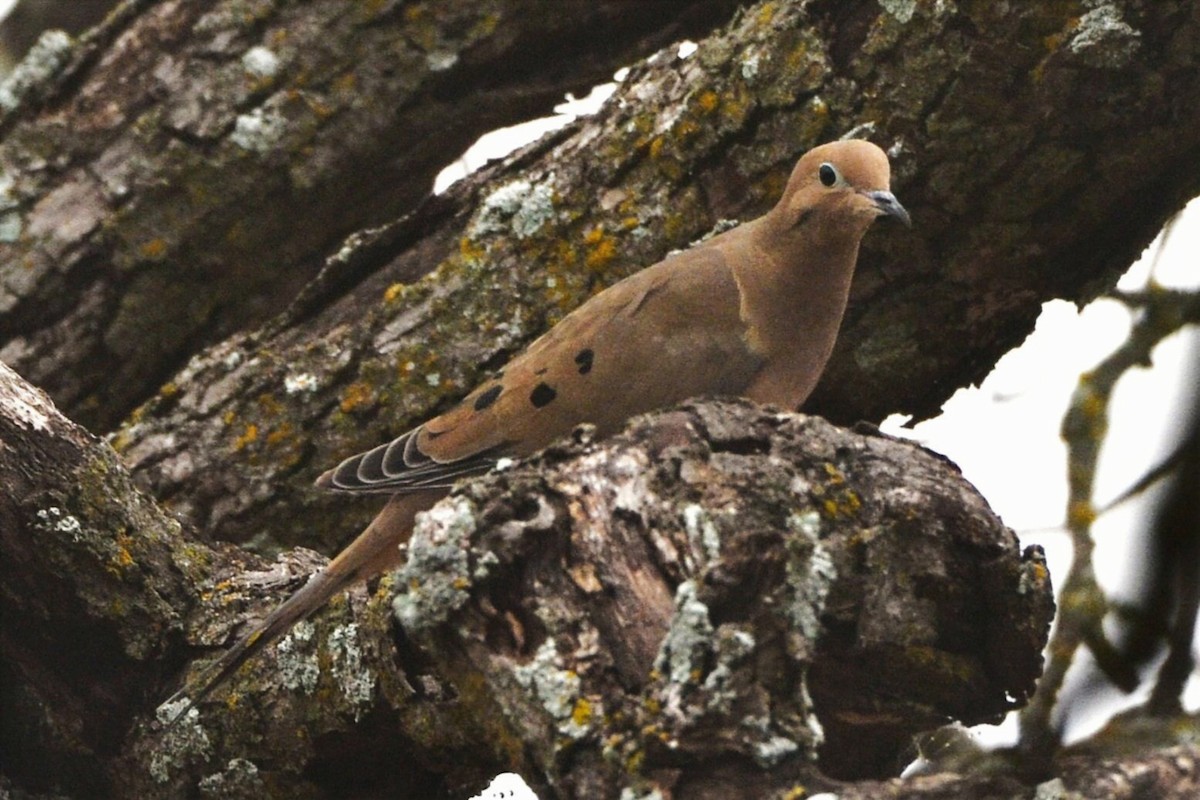 Mourning Dove - ML647759056