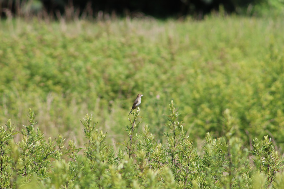 Indigo Bunting - ML647759059