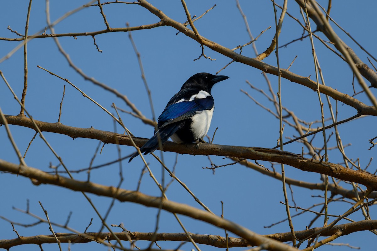 Oriental Magpie - ML647759069