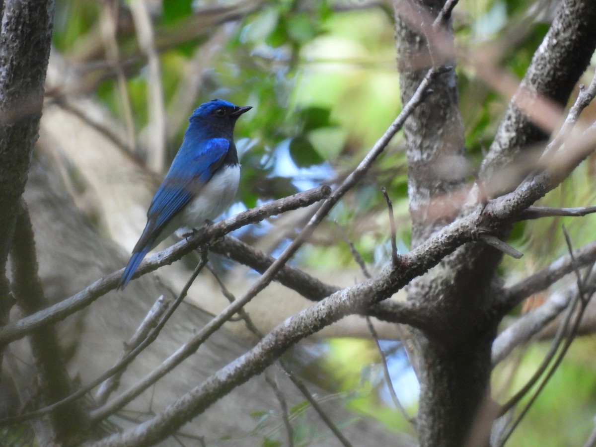 Alaca Mavi Sinekkapan - ML647759073