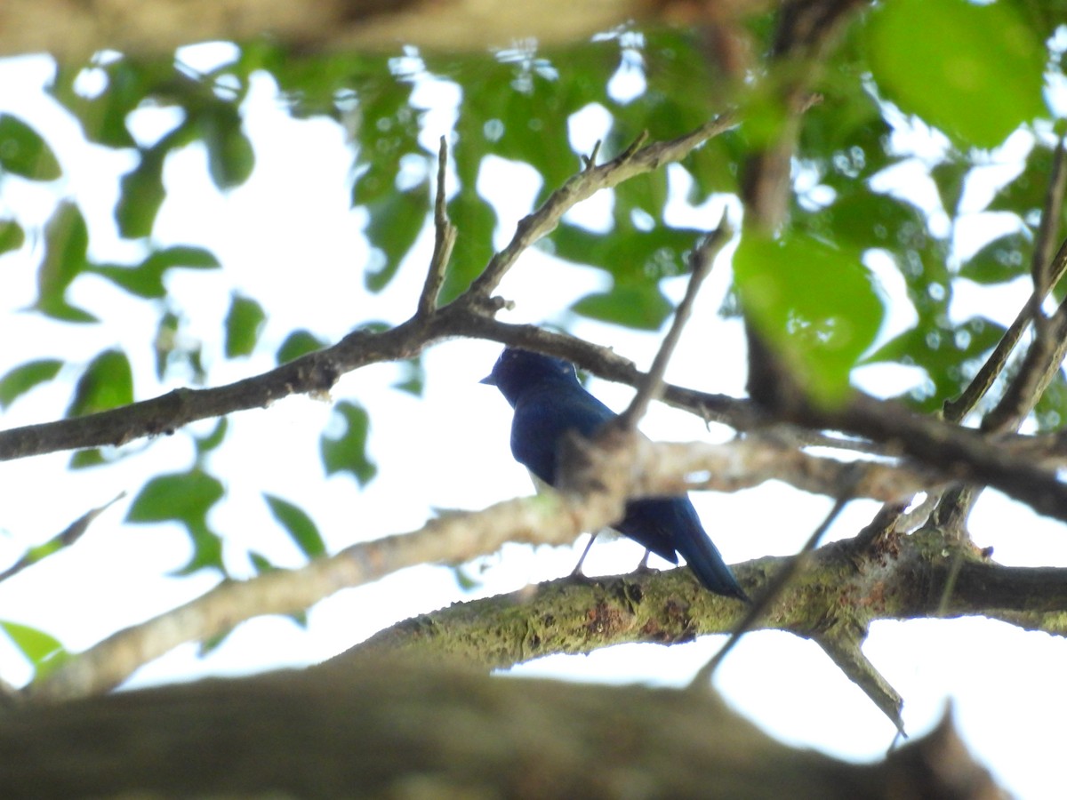 Alaca Mavi Sinekkapan - ML647759110