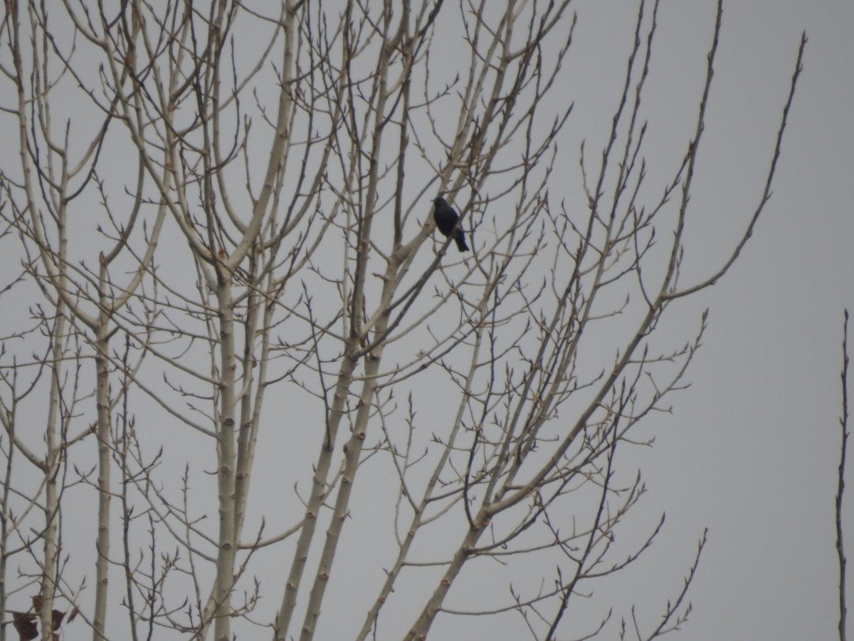 European Starling - ML647759124