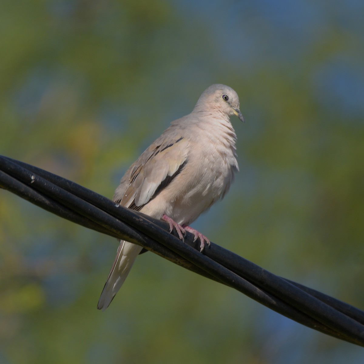 Picui Ground Dove - ML647759133