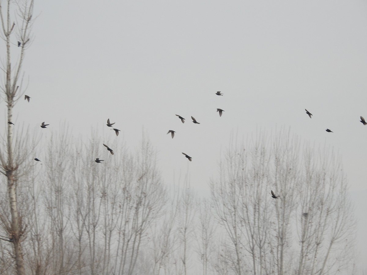 European Starling - ML647759182