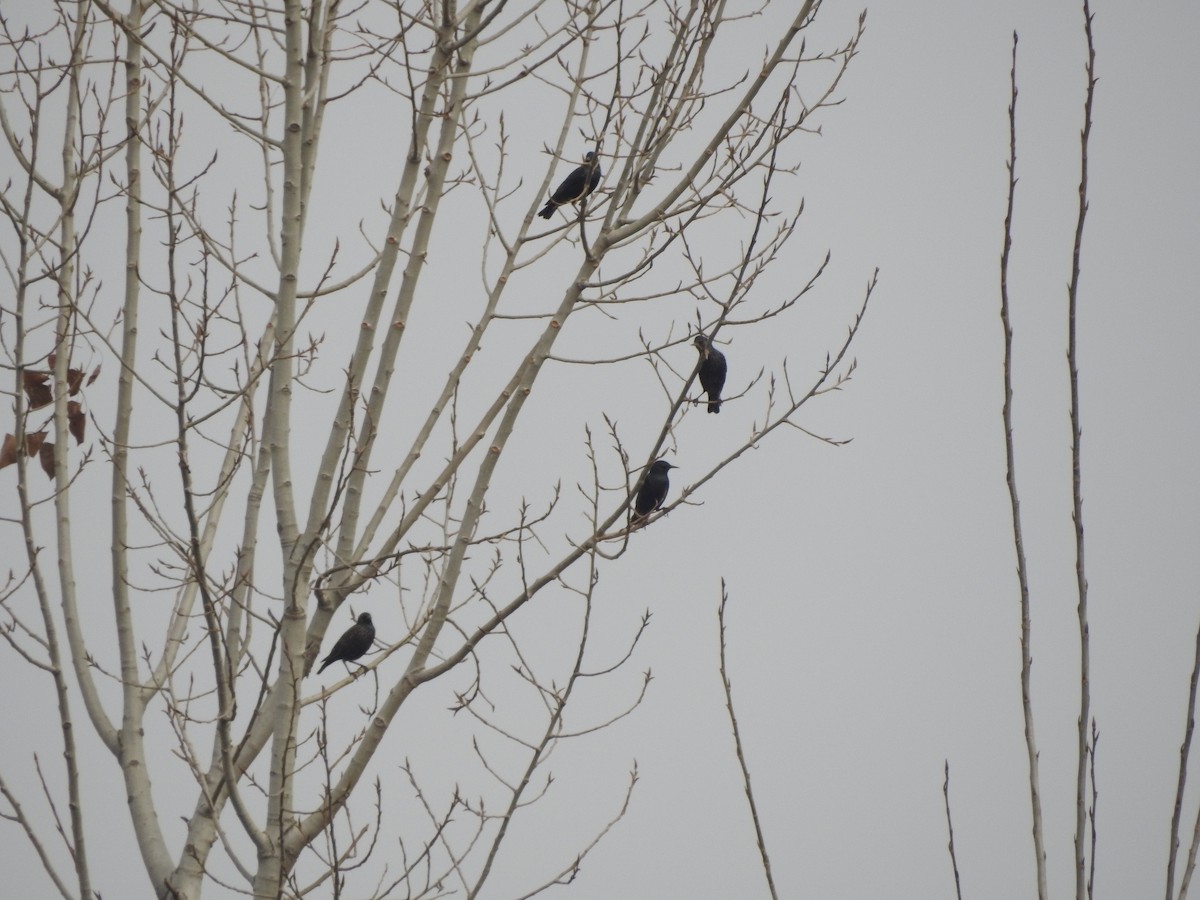 European Starling - ML647759183