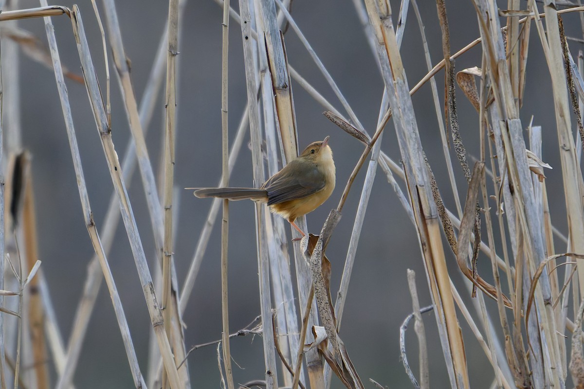 Prinia Sencilla - ML647759213
