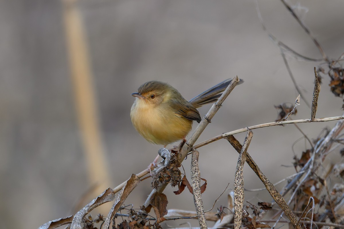 Prinia Sencilla - ML647759214