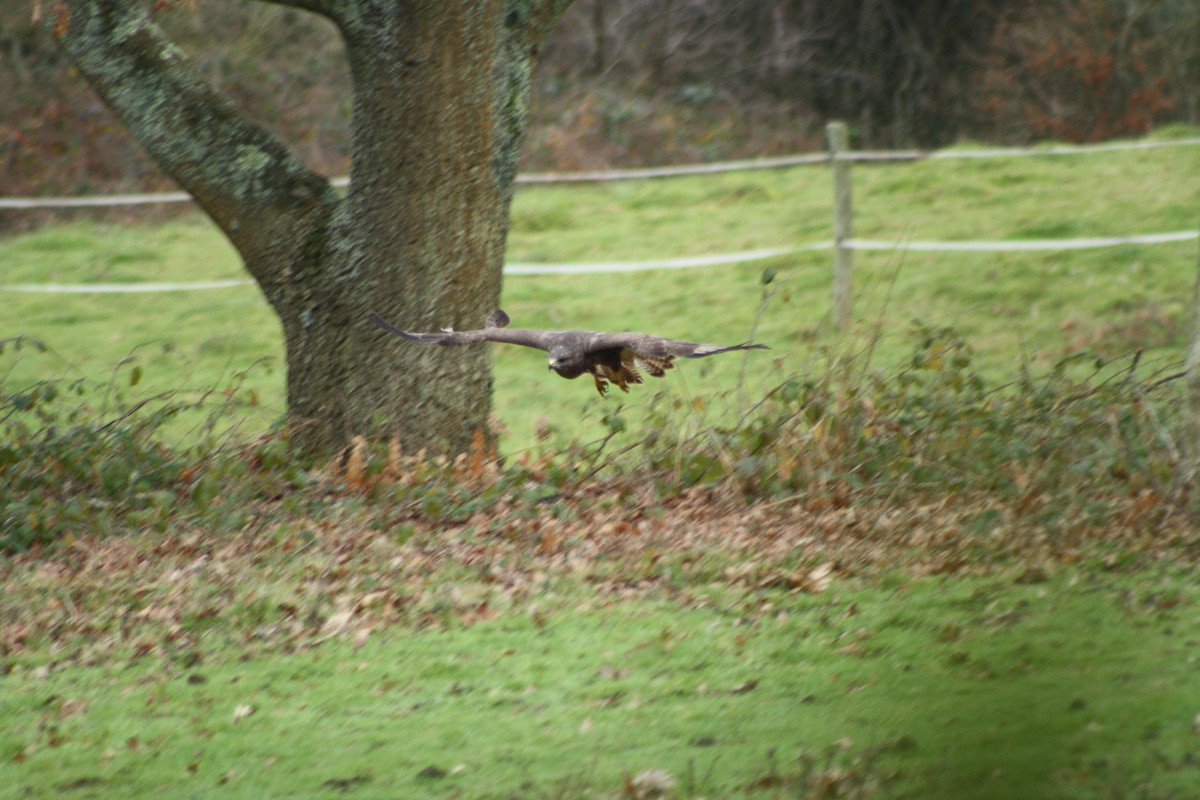 Buse variable - ML647759252