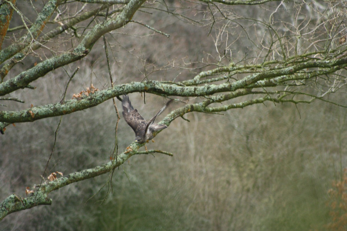 Buse variable - ML647759254