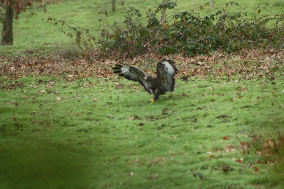 Buse variable - ML647759255