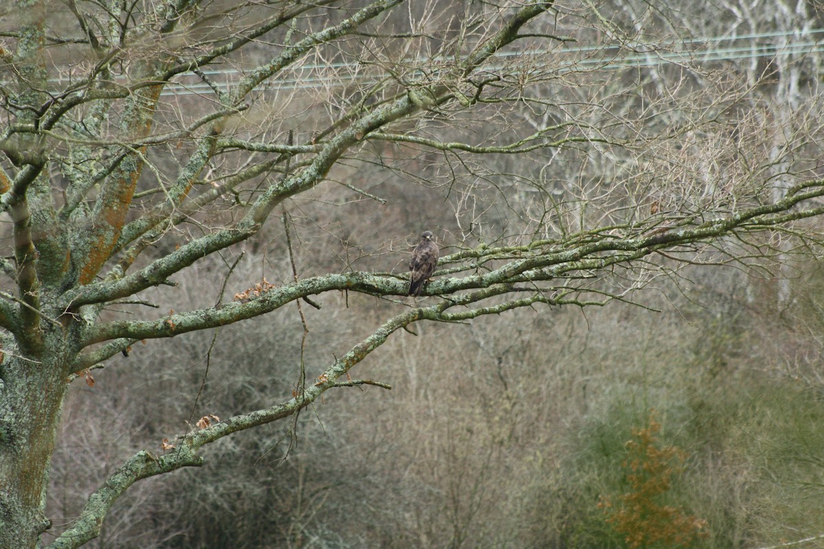 Buse variable - ML647759259