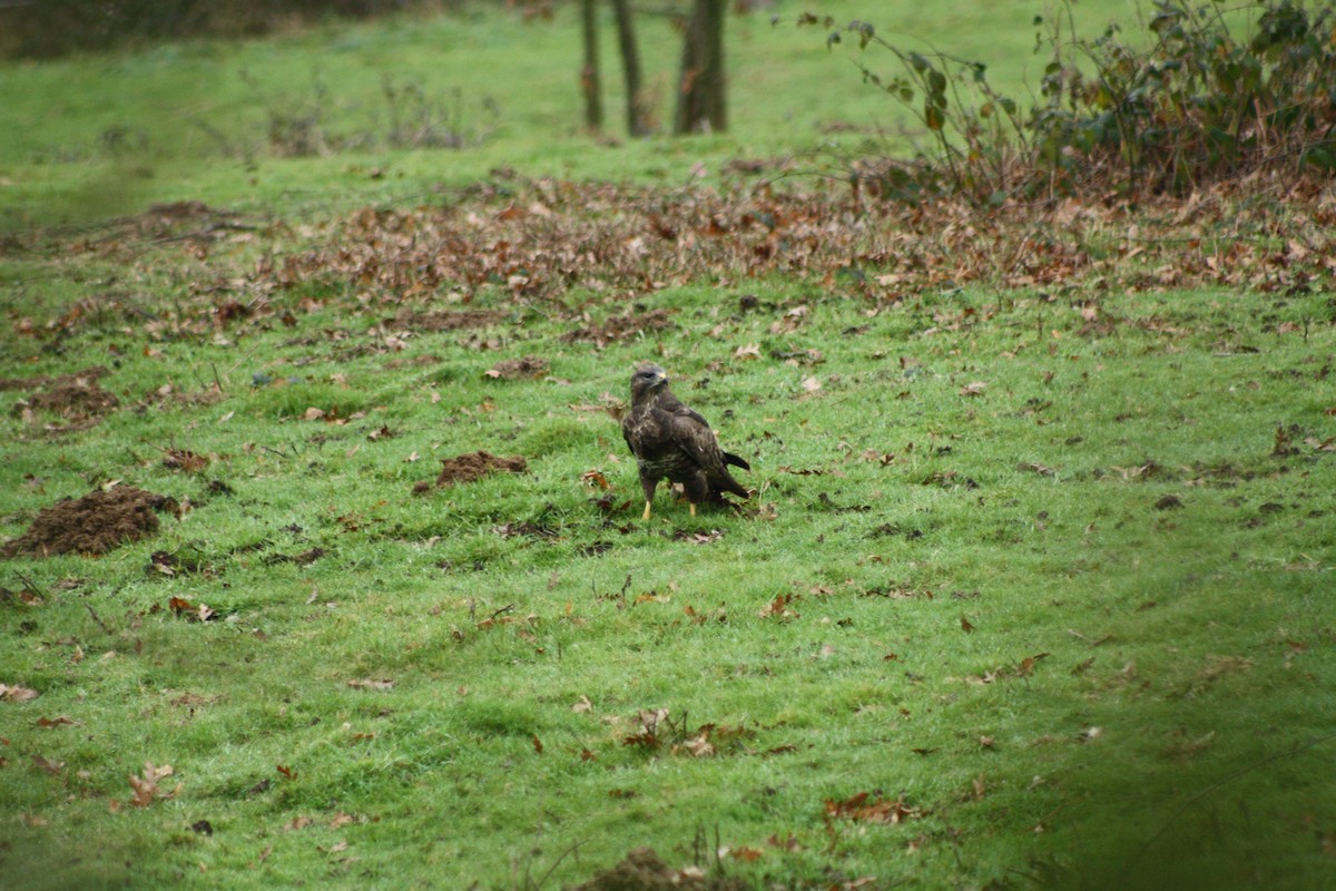 Buse variable - ML647759262