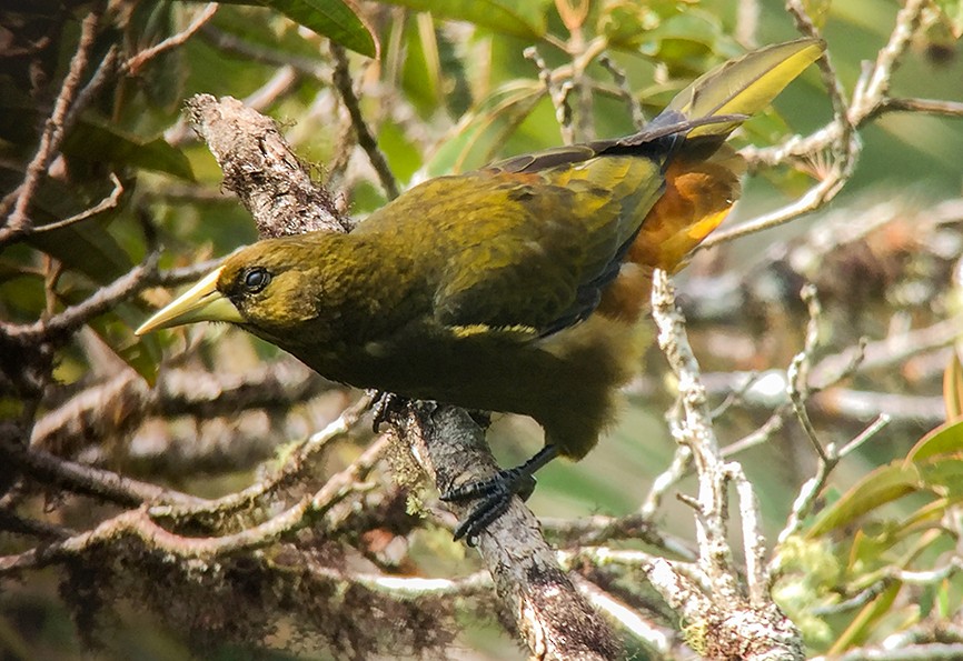Dusky-green Oropendola - ML647759268