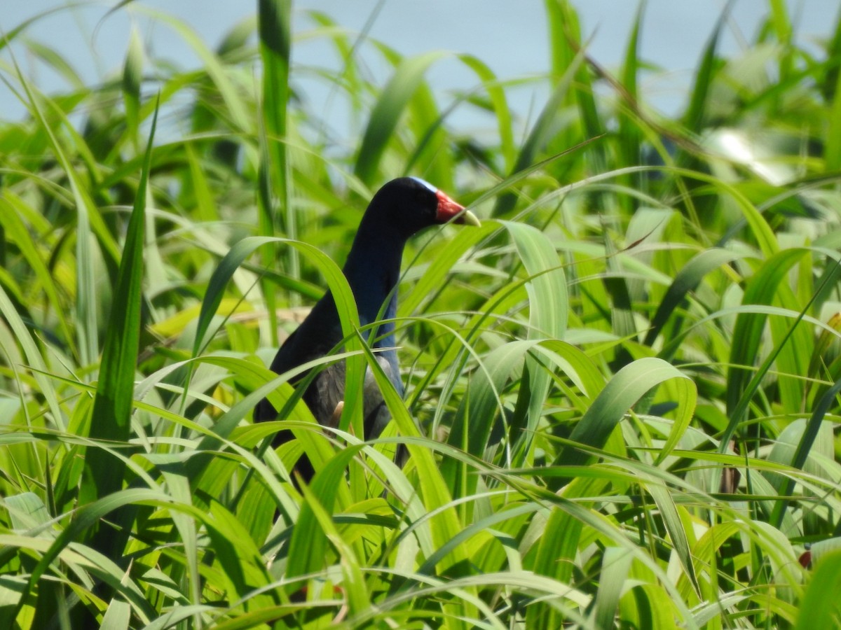 Sarı Bacaklı Sazhorozu - ML647759278