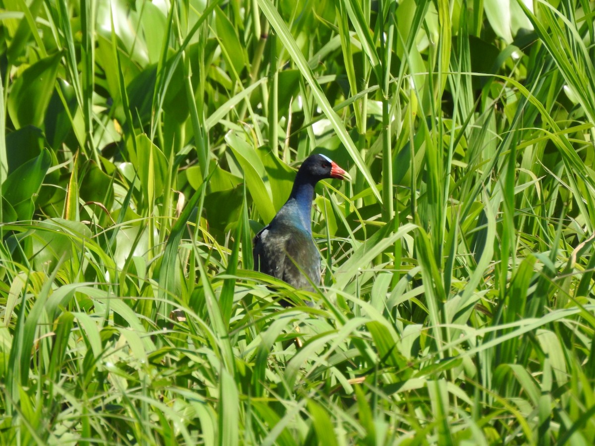 Sarı Bacaklı Sazhorozu - ML647759279